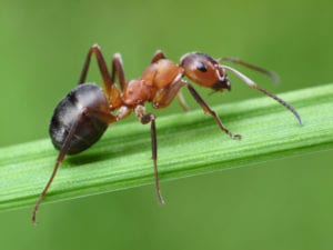 fire ant on grass